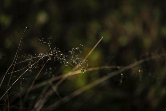 Touch of dew