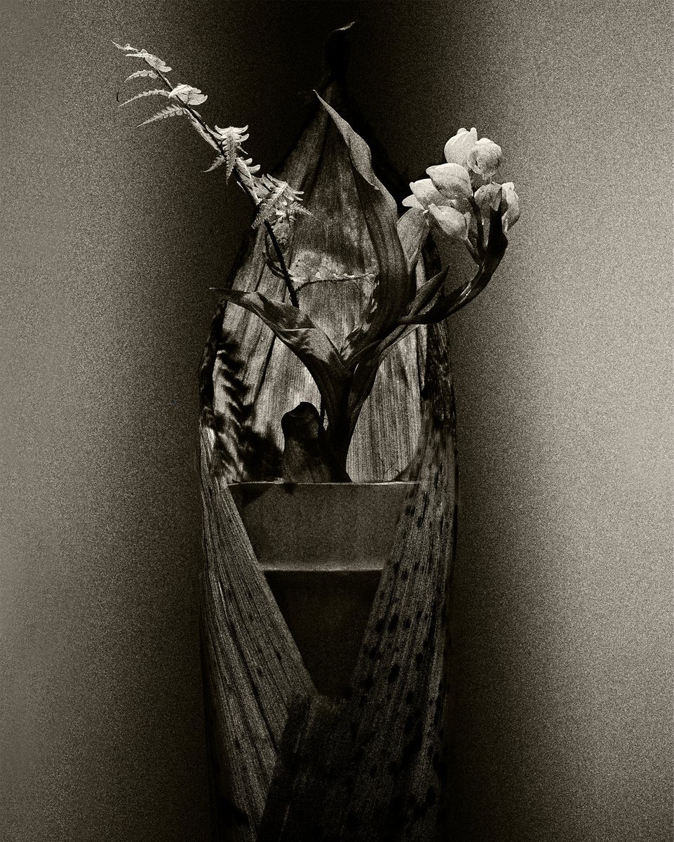 -Portrait-? #002 -Cephalanthera falcata, Fern, Bamboo- by Keiichiro Muramatsu