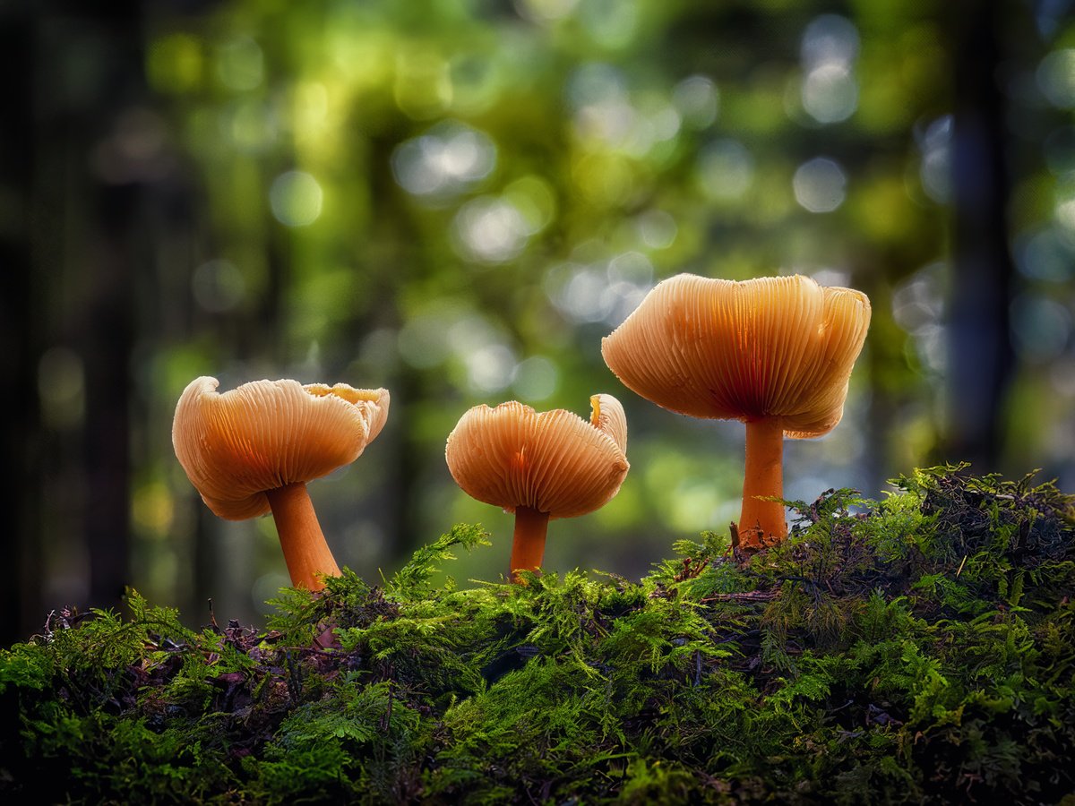 Fungi Forest by Paul Nash