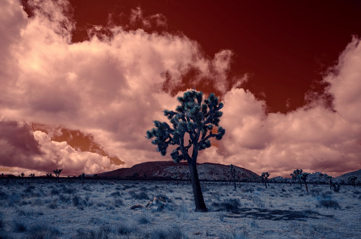Mojave Spring by Mark Hannah