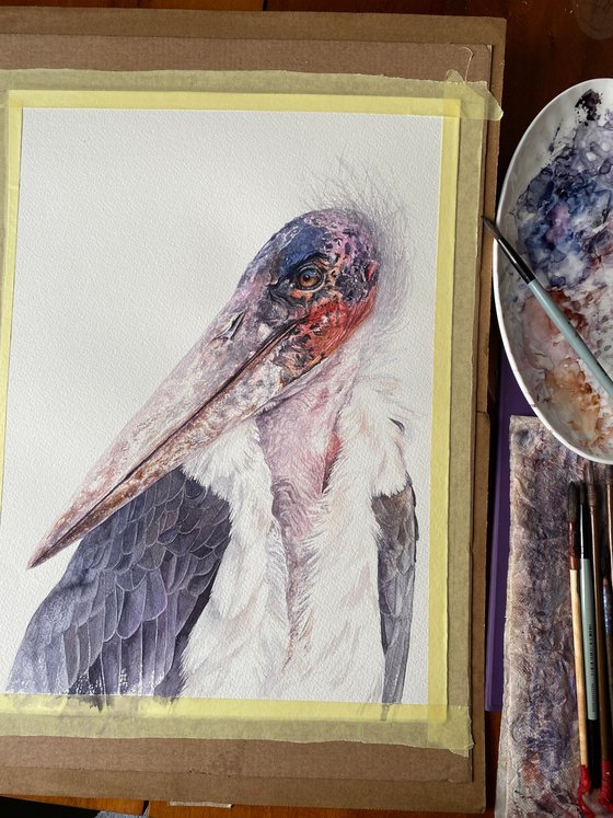 African Marabou stork, bird portrait