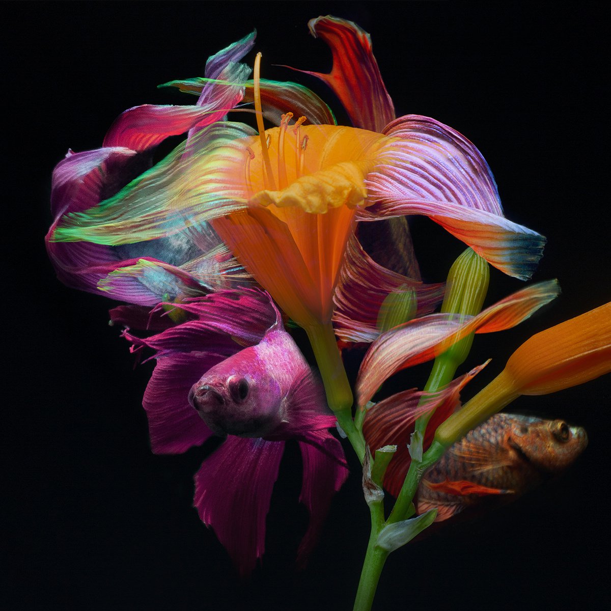 Surrealistic Photograph , Kaleidoscope 50 By Michael Filonow, 32 X 32, Artwork For Sale On Artfinder