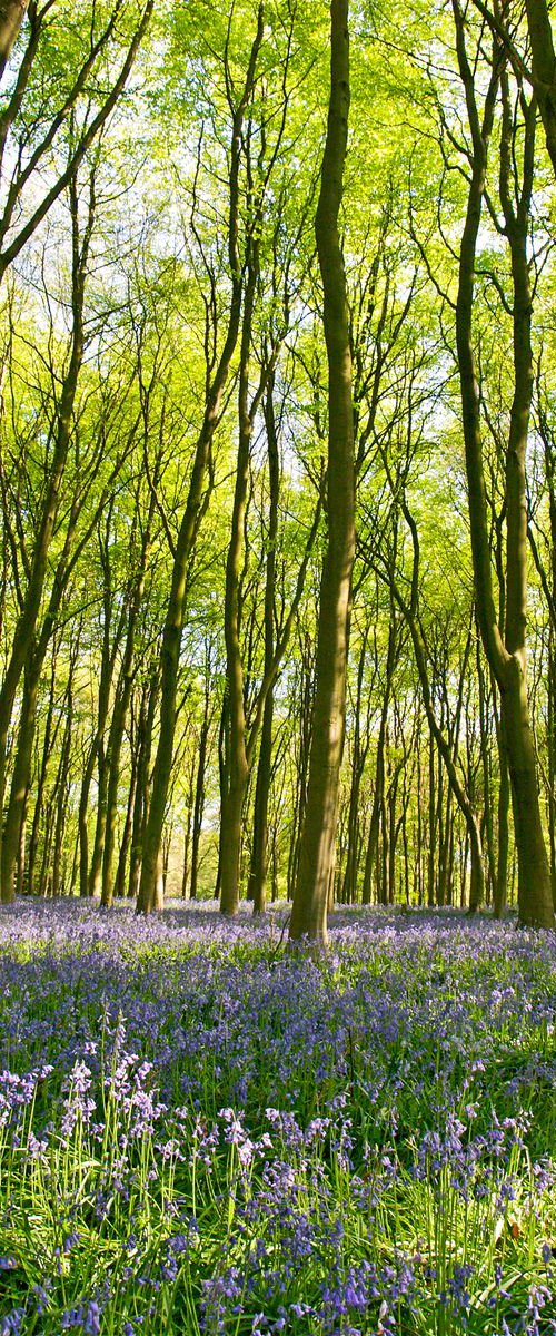 Bluebells of Micheldever Woods 2 by Alex Cassels