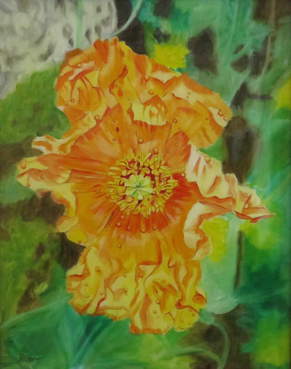 Orange Poppy by James Potter