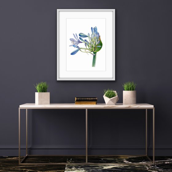 Agapanthus flowers. Original watercolor artwork