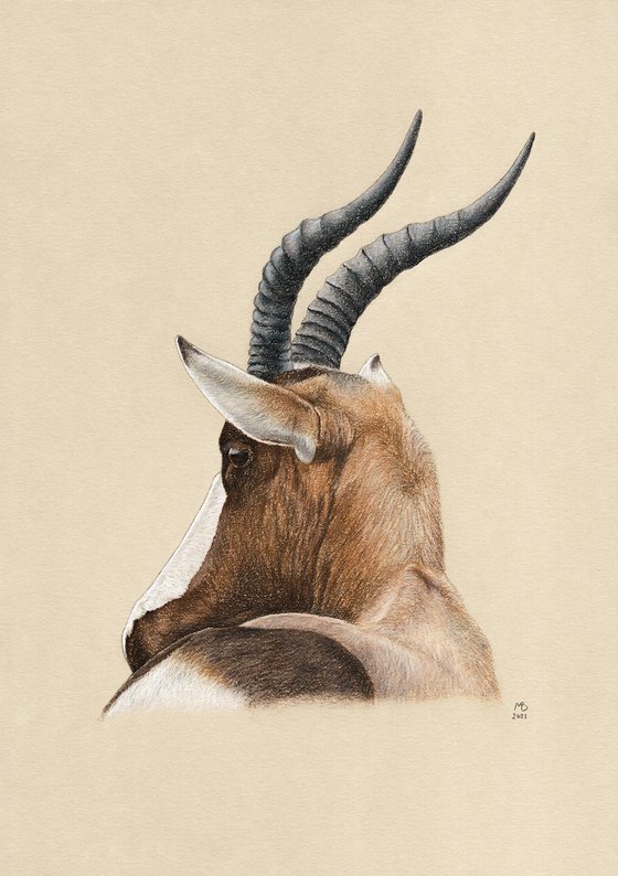 Original pastel drawing "Bontebok"