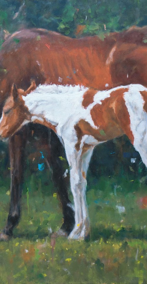 Tenderness - Horse And Foal by Shaun Burgess