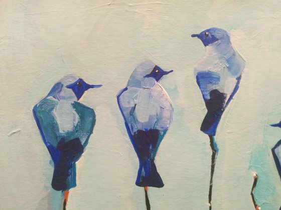 Little Blue Birds