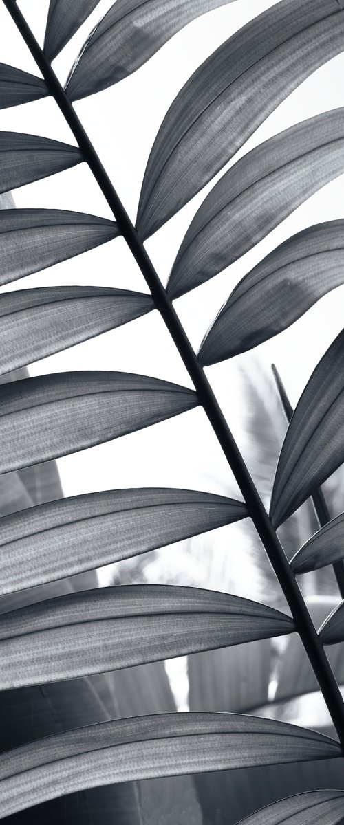 Between Fronds by Brandon LeValley
