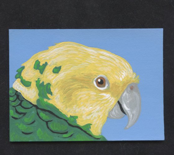 ACEO ATC Original Miniature Painting Yellow Head Amazon Parrot Pet Bird Art-Carla Smale