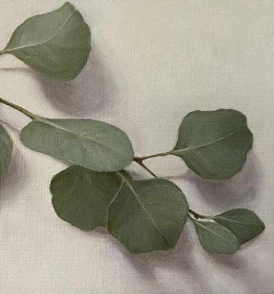 Eucalyptus