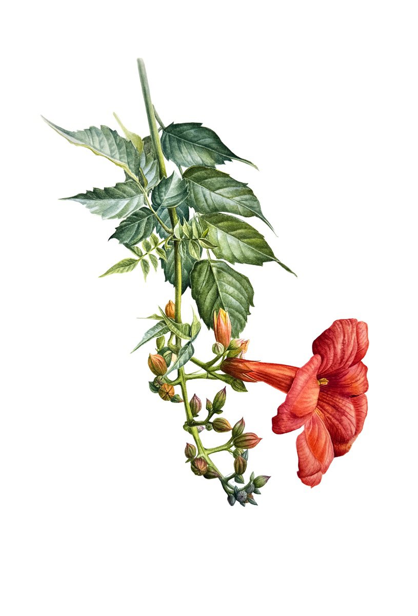 Photorealistic Botanical Watercolour By Yuliia Prokopchuk, 15 X 22", Branch Of Campsis Painting, Original Artwork