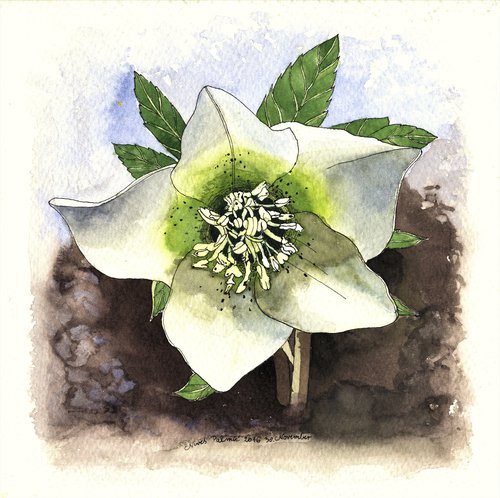 HELLEBORE by Nives Palmić