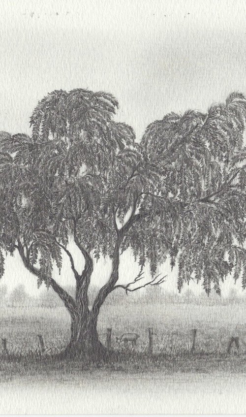 Weeping Bottlebrush tree by Shweta  Mahajan