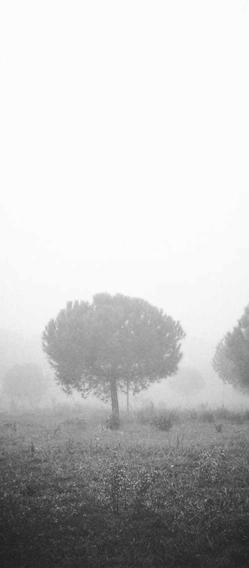 In the fog by Carmelita Iezzi