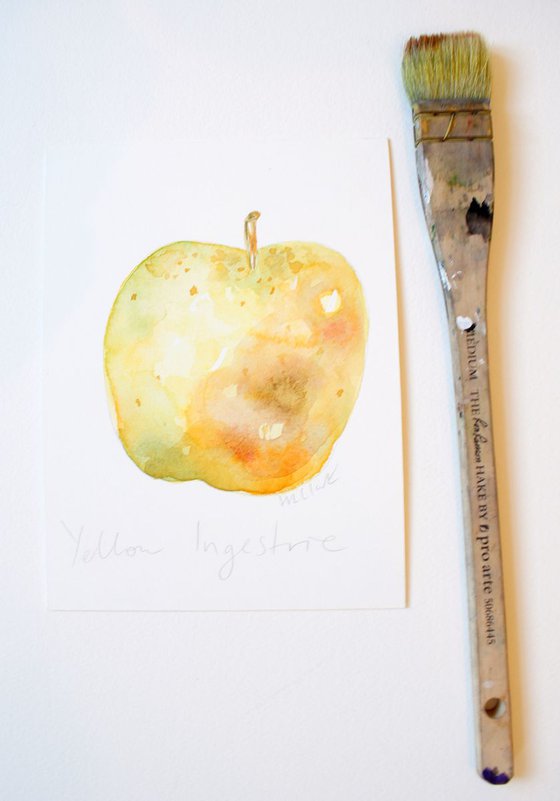Yellow Ingestrie Apple Watercolour