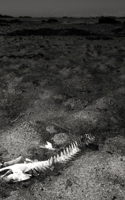 Art photography, Fish skeleton by Lionel Le Jeune
