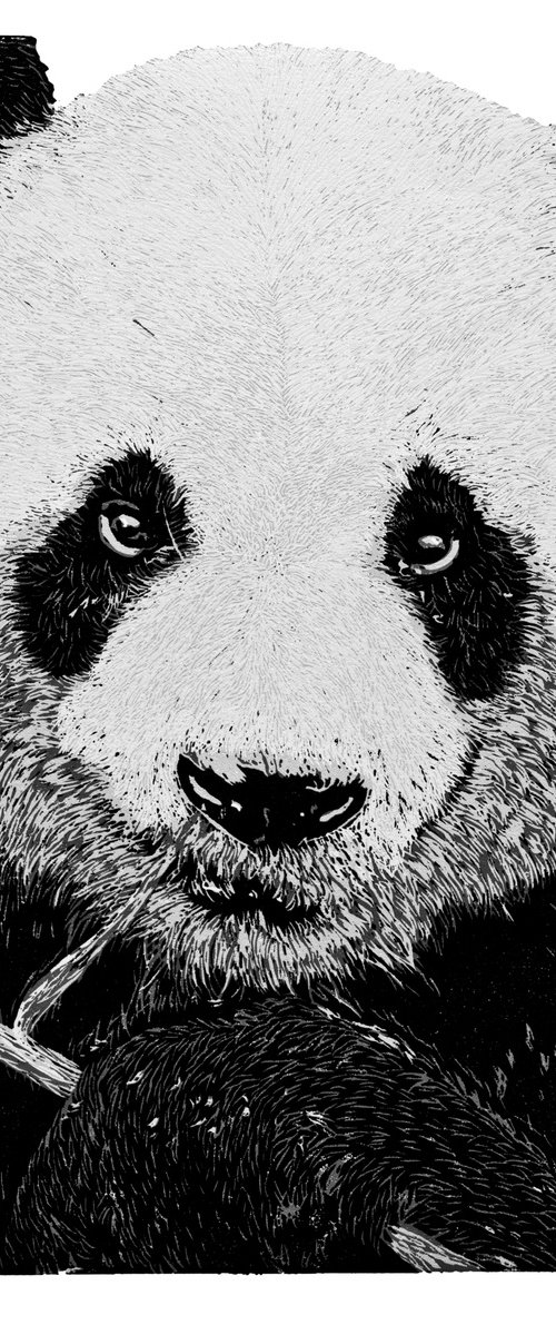 Panda by Wayne Longhurst