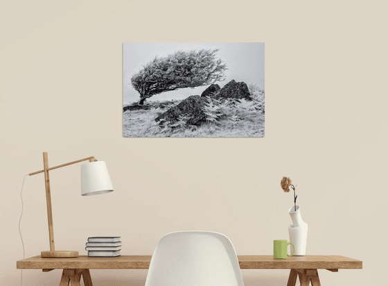 Infrared Hawthorn on Bodmin Moor