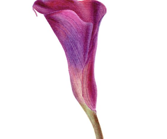 Calla Lily, Zantedeschia