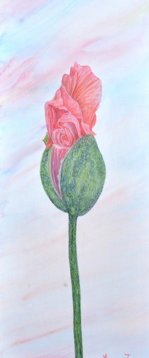 A red poppy bud flowering by Asuman Tepe