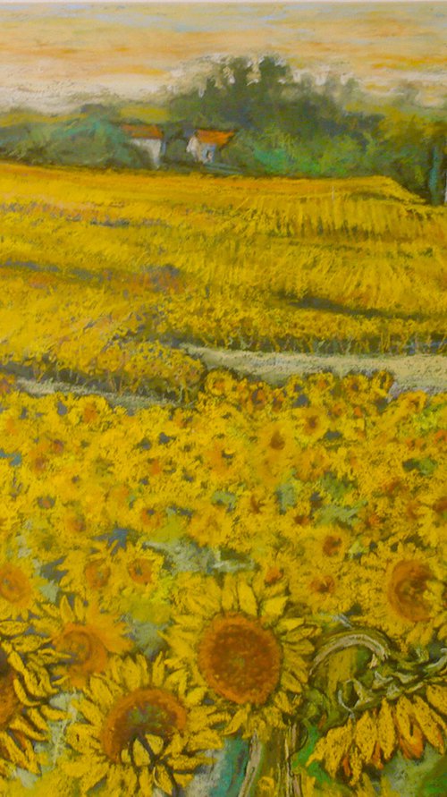 Sunflower fields in France by Patricia Clements