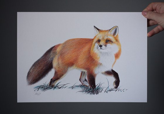 Red Fox