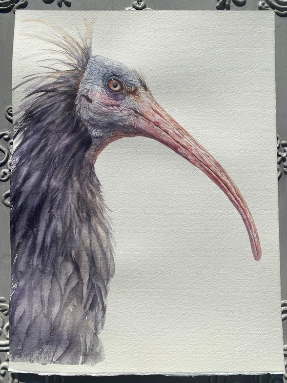 Northern bald Ibis 2