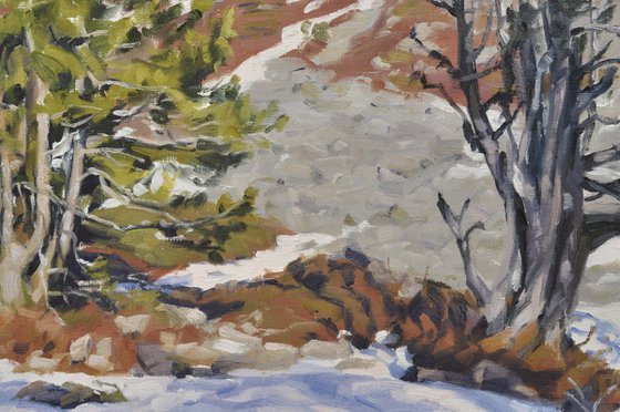 Pines on Snowy Mount Mézenc