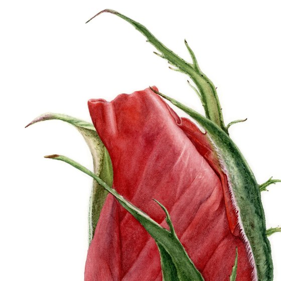 Red Rose Bud