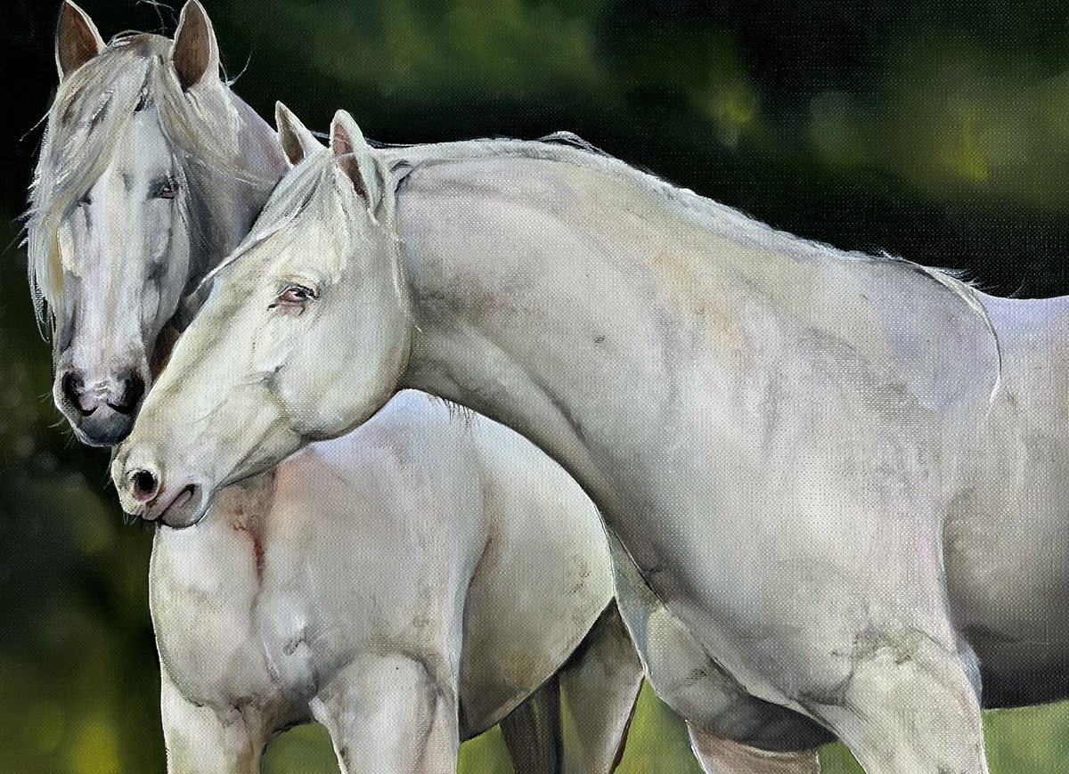 Photorealistic Animal Oil Painting By Myroslava Denysyuk, 13 X 9", White Horses, Original Artwork