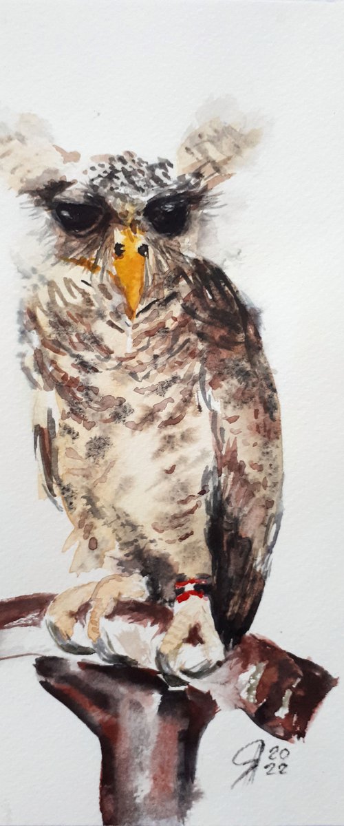 Owl I / From my a series of BIRDS / ORIGINAL WATERCOLOR PAINTING by Salana Art Gallery