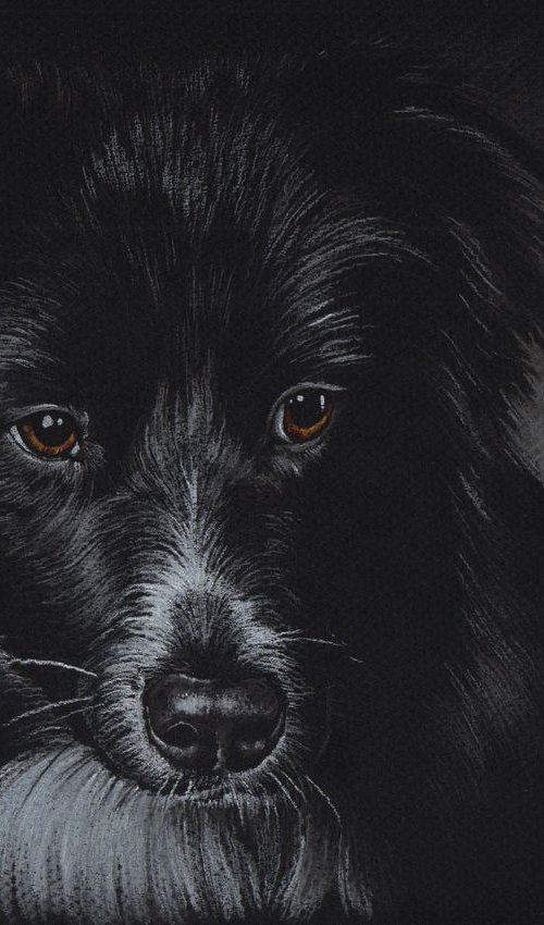 Pastel portrait of border collie on black by Olga Tsvetkova