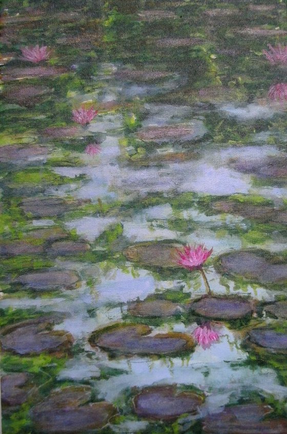 Water Lilies