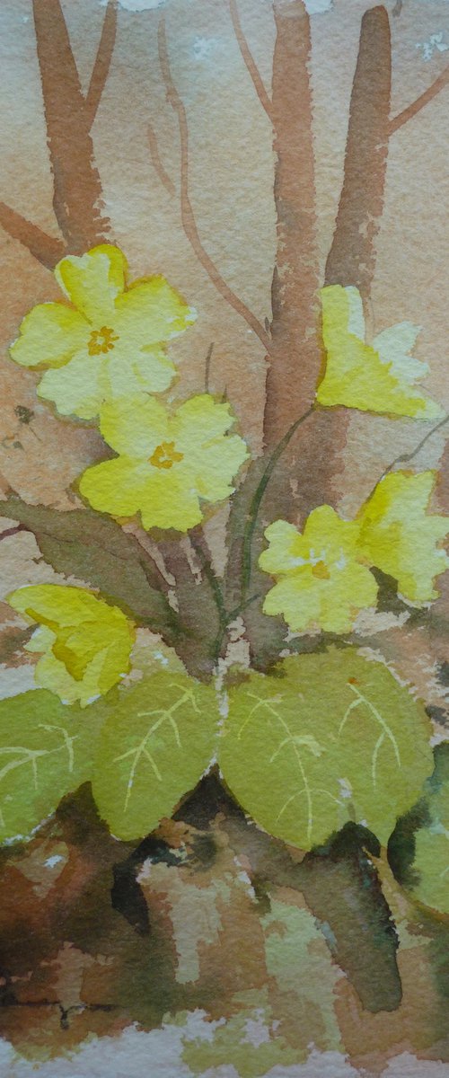 Primroses by Maire Flanagan