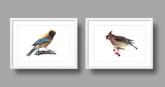 Birds Collection I