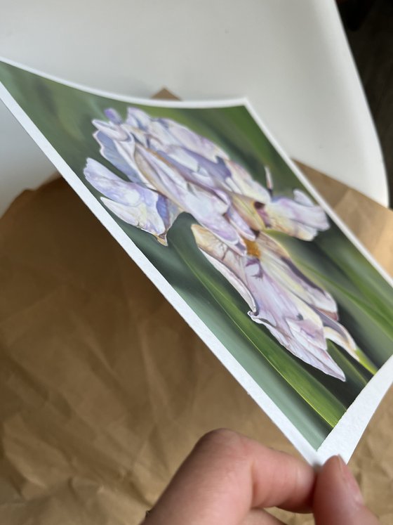 Purple White Irises