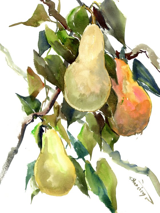 Pears on the Tree