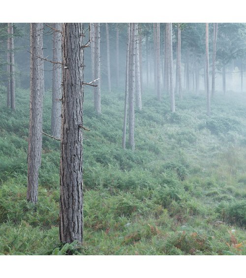 New Forest Pano V by David Baker