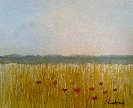 Cornfields, poppies of Summer