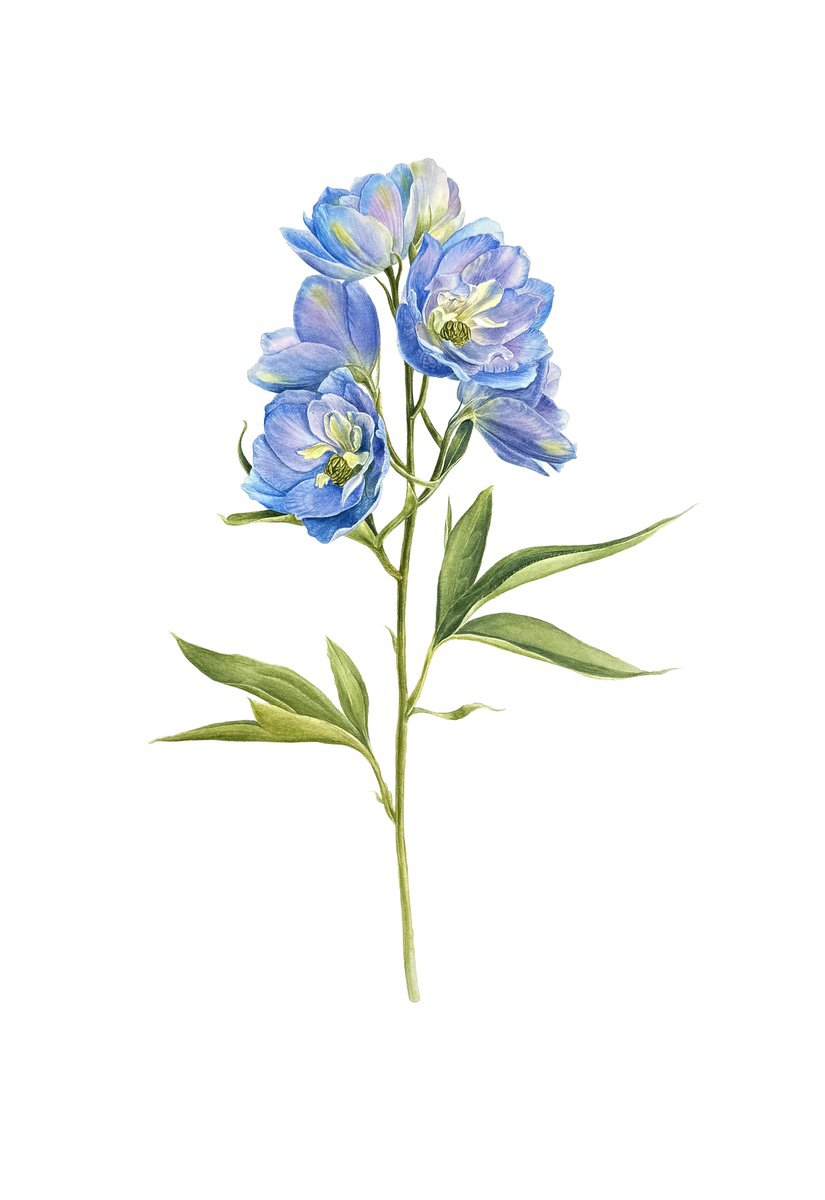 Photorealistic Botanical Watercolour By Yuliia Prokopchuk, 14 X 22", Delphinium, Original Artwork