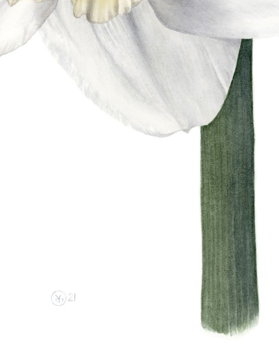 Daffodil, Front View