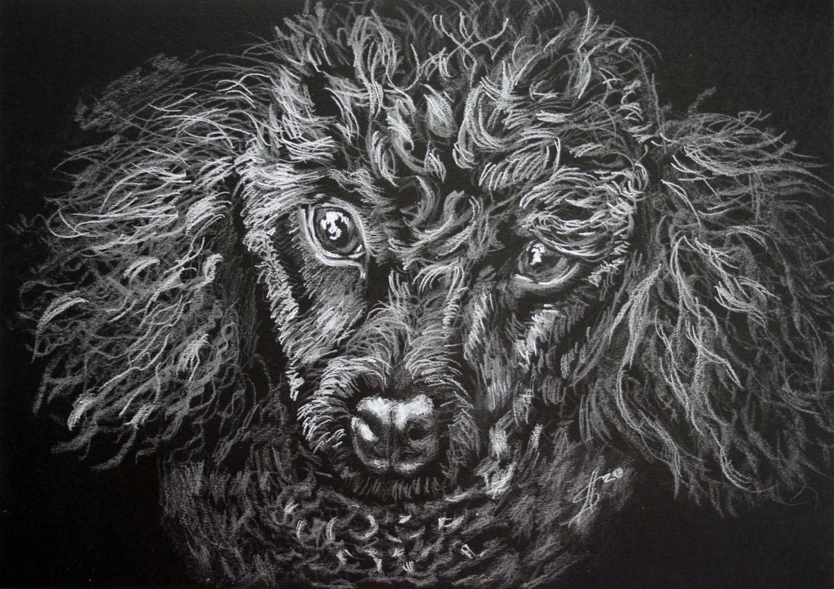 Animal Pencil Drawing By Salana Art / Svetlana Samovarova, 12 X 8", Portrait Of Dog 3, Original Artwork