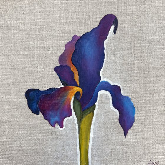 Velvet Iris