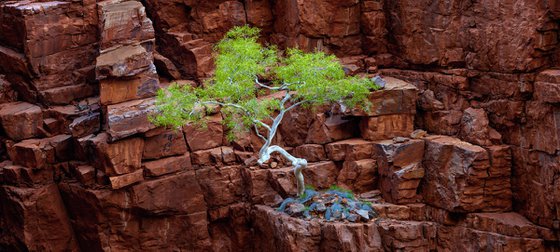 Red Rock Eucalyptus