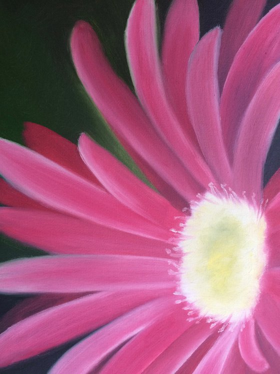 Pink Gerbera