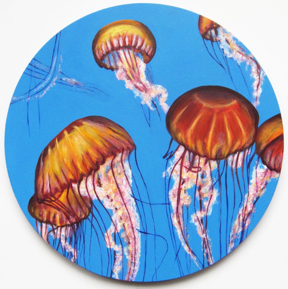 Pacific Sea Nettle Jellyfish by Jacqueline Talbot