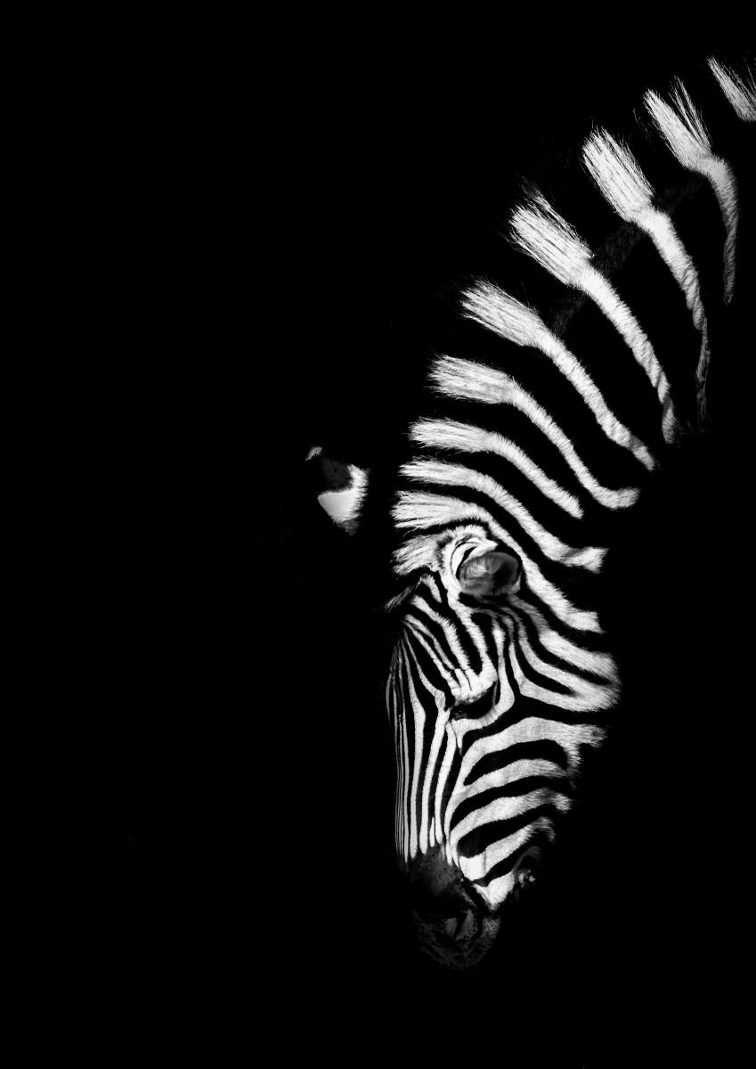 Photorealistic Photograph , Z Is For Zebra By Paul Nash, 16 X 24, Artwork For Sale On Artfinder