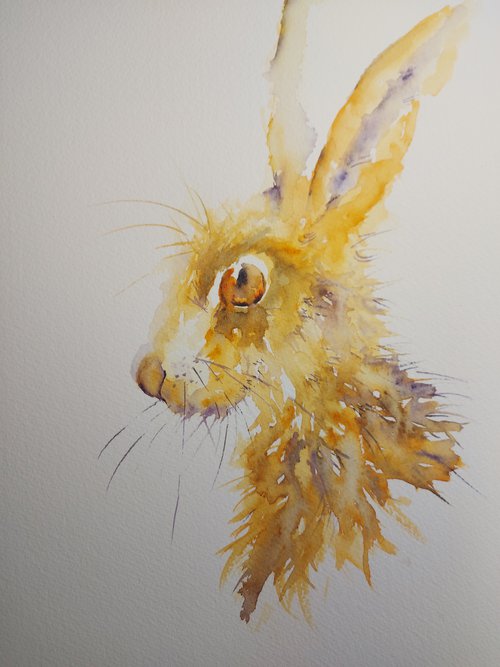 Watercolour hare by Sue  Green