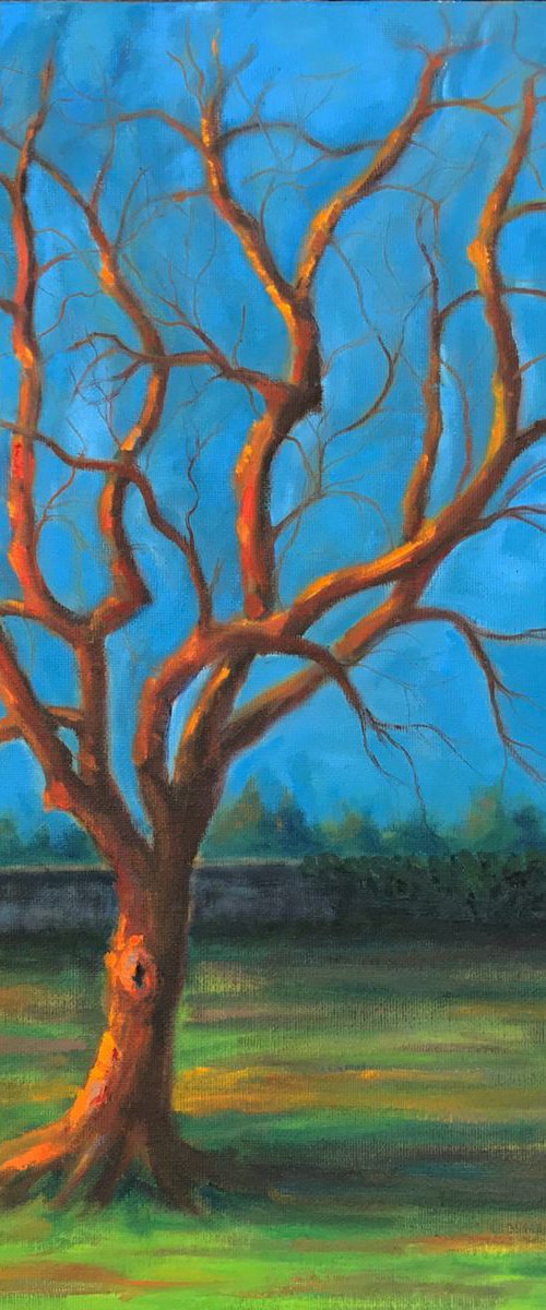 Evening Light - Tree Study by Ashley Baldwin-Smith